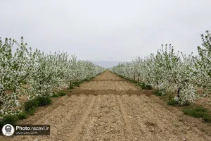 شکوفه&zwnj;های بهاری درختان میوه آستان قدس رضوی