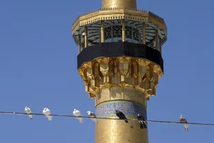 عکس با کیفیت : کبوتران حرم امام رضا علیه السلام