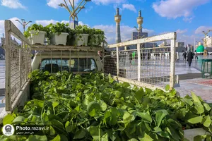گل آرایی رواق امام خمینی(ره) حرم مطهر رضوی