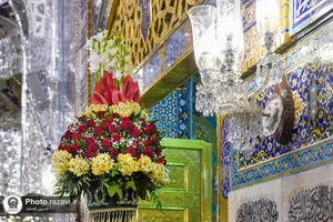 گل&zwnj;آرایی ضریح منور رضوی با گل&zwnj;های نرگس اهدایی از بهبهان