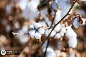 نشست مدیران و فعالان صنعت پنبه کشور