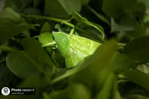 گل آرایی رواق امام خمینی(ره) حرم مطهر رضوی