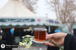 توزیع گل نرگس در چایخانه حرم مطهر رضوی