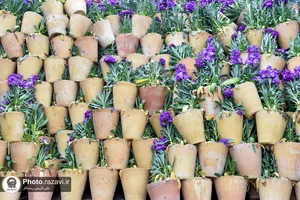 گل آرایی عیدانه حرم مطهر رضوی