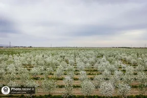 شکوفه&zwnj;های بهاری درختان میوه آستان قدس رضوی