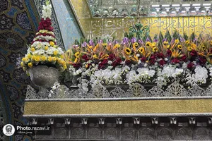 گل آرایی ضریح مطهر رضوی در شب نیمه شعبان