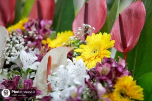 آماده&zwnj;سازی گل&zwnj;های حرم مطهر رضوی در دهه کرامت