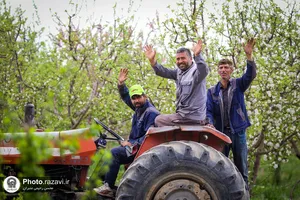 شکوفه&zwnj;های بهاری درختان میوه آستان قدس رضوی