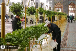 گل آرایی رواق امام خمینی(ره) حرم مطهر رضوی