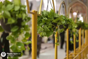گل آرایی رواق امام خمینی(ره) حرم مطهر رضوی