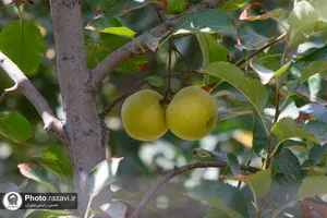 آغاز برداشت سیب پاییزه از باغات متراکم مزرعه نمونه