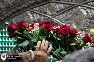 گل&zwnj;آرایی ضریح مطهر رضوی در آستانه ولادت امام رضا علیه&zwnj;السلام