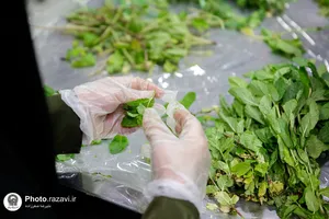 افطاری ماه مبارک رمضان در مهمانسرای حضرت