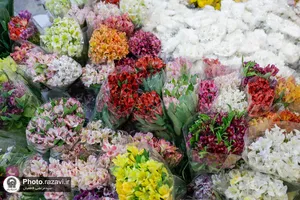 آماده&zwnj;سازی گل&zwnj;های حرم مطهر رضوی در دهه کرامت