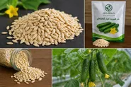 تولید بذر هیبرید خیار در مسیر کاهش وابستگی به واردات