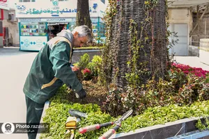 گل آرایی عیدانه حرم مطهر رضوی