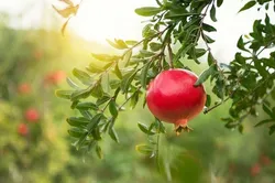 از دل باغ تا صحن رضوی؛ نذر سبز سه باغدار ساوجی برای برکت و باقیات صالحات+فیلم