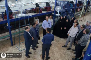بازدید کارکنان آستان قدس رضوی از شرکت فرش