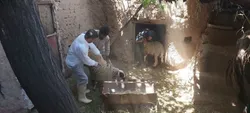 واکسیناسیون ۶ هزار دام سبک و طیور بومی در اردوی جهادی روستای مانی رفسنجان