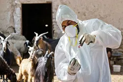 اجرای طرح واکسیناسیون برای ۸ هزار دام و طیور در روستای همت آباد رفسنجان