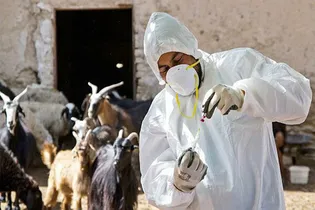 اجرای طرح واکسیناسیون برای ۸ هزار دام و طیور در روستای همت آباد رفسنجان