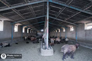بازدید کارکنان آستان قدس رضوی از مزرعه نمونه