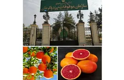 توزیع مستقیم محصولات باغی آستان قدس در بازار‌های استانی
