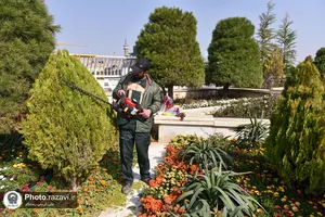 گل آرایی عیدانه حرم مطهر رضوی