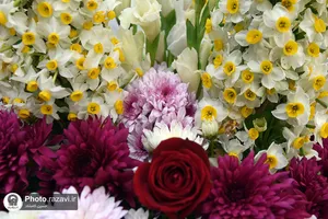 گل&zwnj;آرایی ضریح منور رضوی با گل&zwnj;های نرگس اهدایی از بهبهان