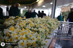 توزیع گل نرگس در چایخانه حرم مطهر رضوی