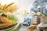 گندم تولیدی شرکت بذر و نهال رضوی به چرخه تولید آرد قدس رضوی پیوست