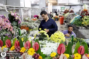 آماده&zwnj;سازی گل&zwnj;های حرم مطهر رضوی در دهه کرامت