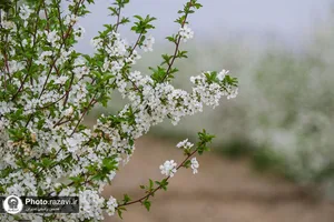شکوفه&zwnj;های بهاری درختان میوه آستان قدس رضوی