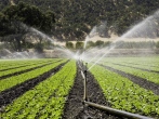آبیاری 85 درصد اراضی زراعی و باغی شرکت کشاورزی رضوی با شیوه‌های جدید