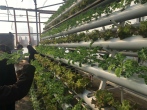 تولید سبزیجات مدیترانه‌ای توسط موسسه بذر و نهال رضوی