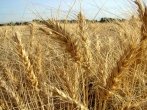 تولید گندم به روش کم نهاده در شرکت کشاورزی رضوی / روشی تازه برای مقابله با خشکسالی