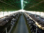 تولید شیر در گاوداری‌های شرکت صنایع دامپروری و لبنی رضوی با کیفیت ممتاز