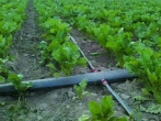 اجرای سامانه‌های نوین آبیاری در تمام اراضی زراعی سازمان موقوفات ملک