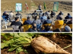برگزاری مراسم «روز مزرعه چغندرقند» به میزبانی کشت‌وصنعت مزرعه نمونه