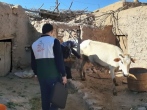 اردوی جهادی دامپزشکی در مناطق کم برخوردار رفسنجان برگزار شد