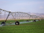 توسعه طرح‌های آبیاری در شرکت کشاورزری رضوی / تجهیز 10 هزار هکتار به سامانه آبیاری نوین