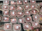 اهدای گوشت گرم به ۲۶۰ خانواده کم برخوردار رفسنجان