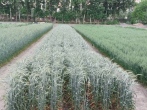 دستیابی به 3 رقم جدید از محصولات زراعی توسط موسسه دانش‌بنیان بذر و نهال رضوی
