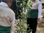 استشمام عطر رضوی با کاشت ۸۸۸ اصله درخت در پایتخت ایران