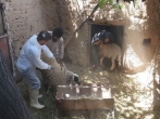 واکسیناسیون ۶ هزار دام سبک و طیور بومی در اردوی جهادی روستای مانی رفسنجان