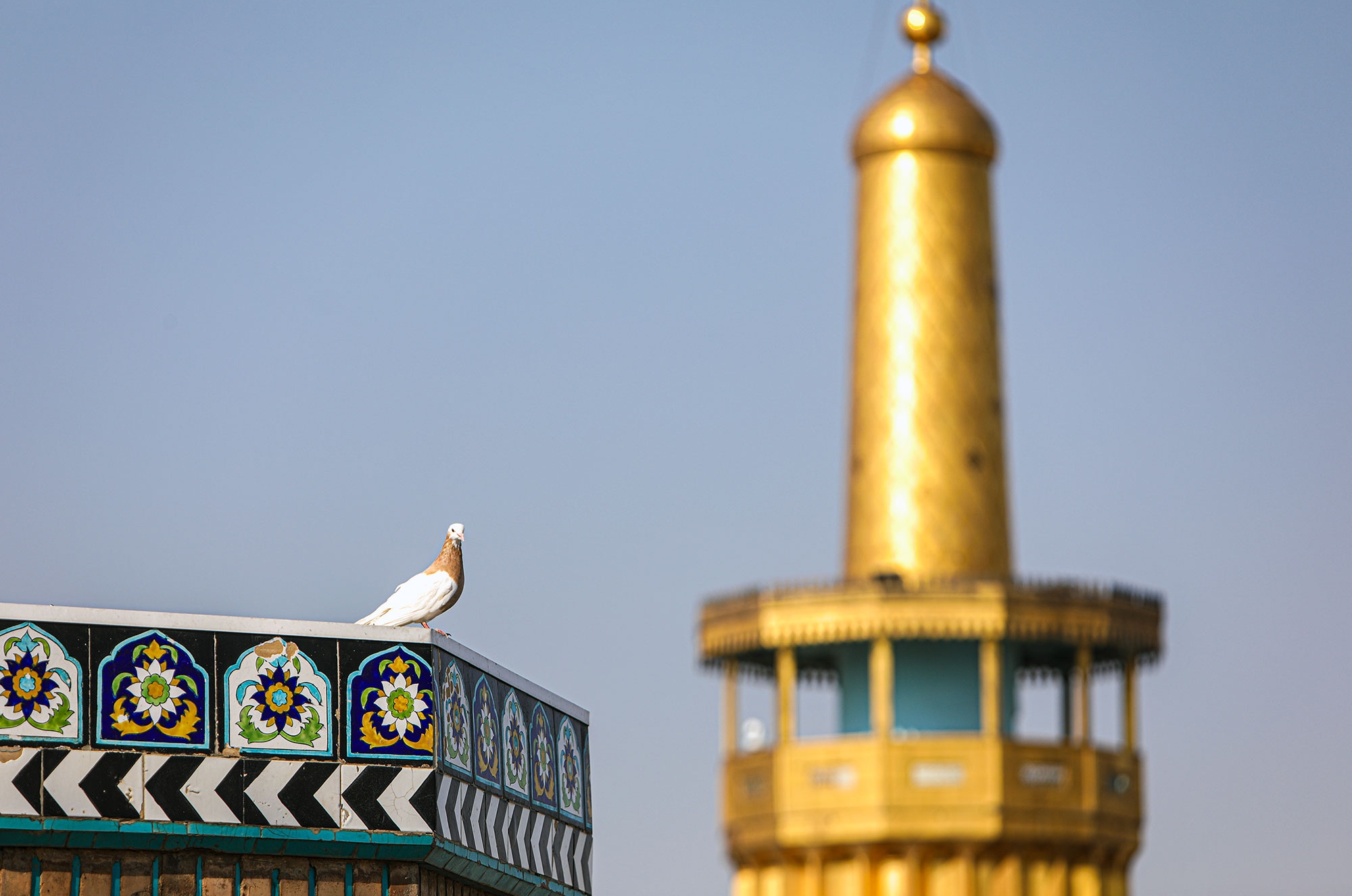 عکس با کیفیت : کبوتر حرم امام رضا (علیه السلام)