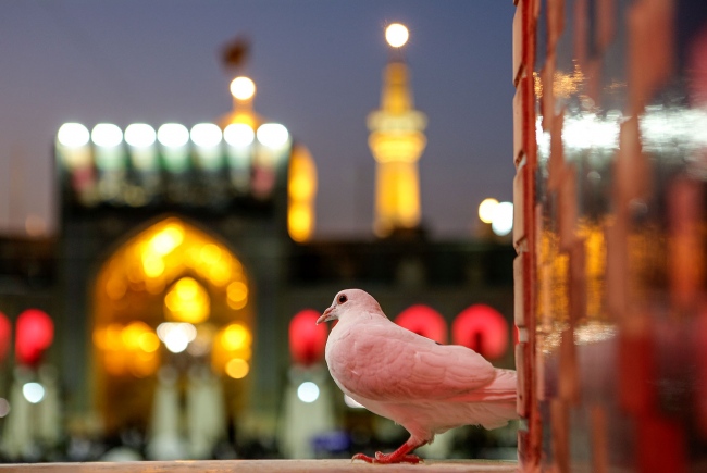 عکس با کیفیت : کبوتر حرم امام رضا علیه السلام