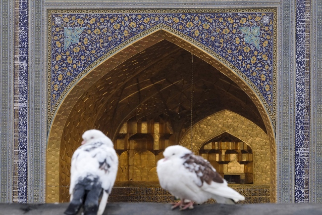 عکس با کیفیت : کبوتر حرم امام رضا علیه السلام