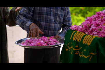 روایتی از گل محمدی و گلاب خاص حرم مطهر رضوی